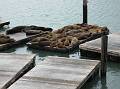 Sea Lions